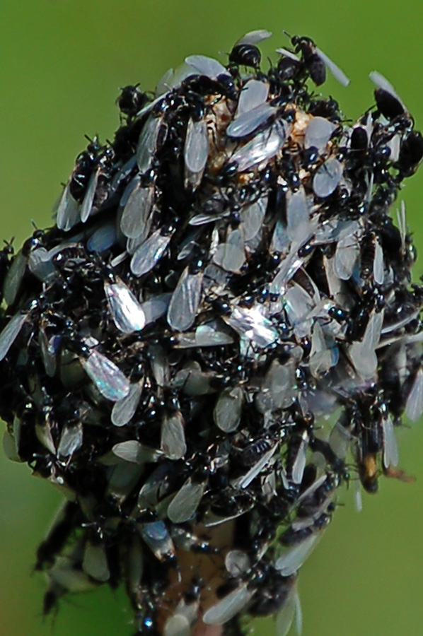 Sciami di moscerini: Scatopsidae e Bibionidae.